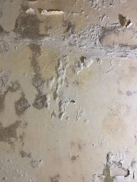Upper Brookville, NY Mold Remediation Company