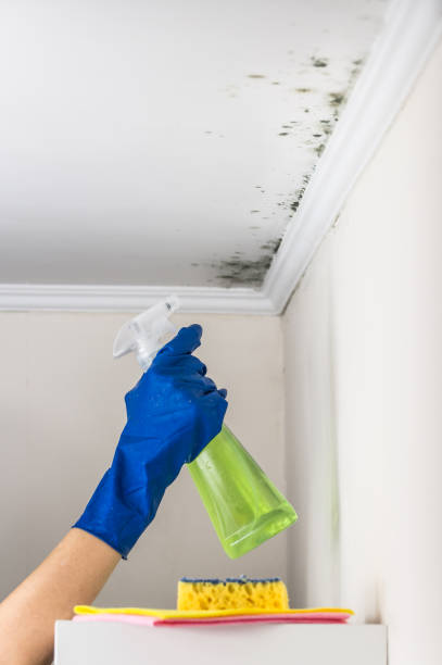 Best HVAC Mold Remediation in Upper Brookville, NY
